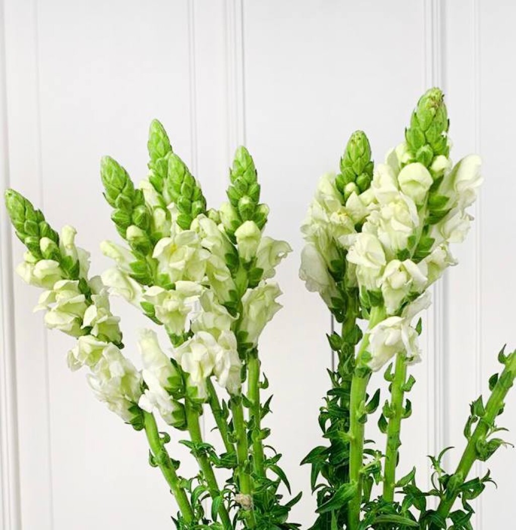 Антиринум Мариланд белый — изображение 1